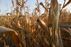 Drought and water crisis impact to agriculture fields, Corn crop drying and dead at farm metaphor world climate change and global warming